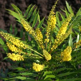 mahonia-magical-winterfern-kwitnaca-zimozielona-liscie-jak-paproc-c2-30cm