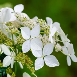 hortensja-pnaca-samoczepna-hydrangea-petiolaris-biale-kwiaty-c5