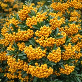ognik-szkarlatny-pyracantha-soleil-d-or-zlote-owoce-zima-c2-xl