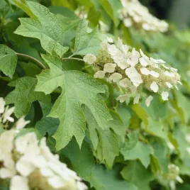 hortensja-debolistna-snow-queen-flemygea-hydrangea-quercifolia-c5-xl