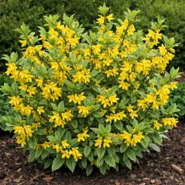 forsycja-zielona-forsythia-kumson-zolte-kwiaty-ozdobne-liscie-c2-20-40cm