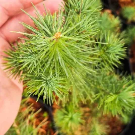 sosna-pinia-pinus-pinea-wloska-jadalne-orzeszki-gesta-duza-xl-c2