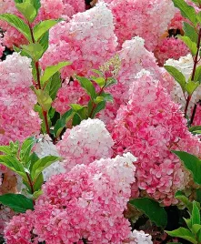 hortensja-bukietowa-vanille-fraise-renhy-truskawkowe-kwiaty-c5