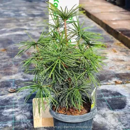 sosnica-japonska-sciadopitys-verticallata-unikalny-iglak-premium-c3-30cm