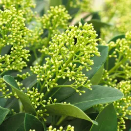 skimia-skimmia-japonska-finchy-kremowe-paki-zima-zimozielona-do-cienia-c1