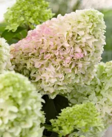 hortensja-bukietowa-hydrangea-little-fresco-duza-sadzonka-xxl-c5