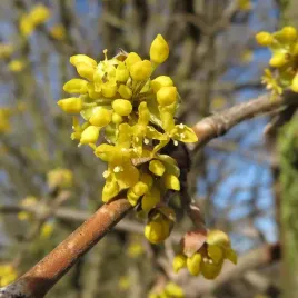 deren-jadalny-cornus-mas-owocujacy-xl-c2-40-60cm