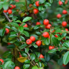 irga-dammera-cotoneaster-major-zimozielony-dywan-owoce-c2-30cm
