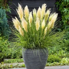miniaturowa-trawa-pampasowa-cortaderia-tiny-pampa-do-donic-c2-30-40cm