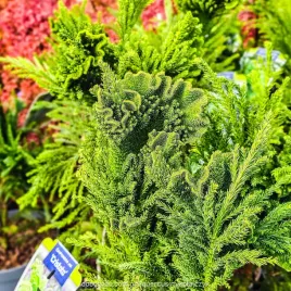 kryptomeria-japonska-cryptomeria-cristata-szydlica-wachlarzowate-pedy-c5