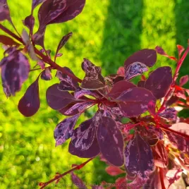 berberys-berberis-rose-glow-rozowo-purpurowy-zywoplot-xl-30-40cm-c2