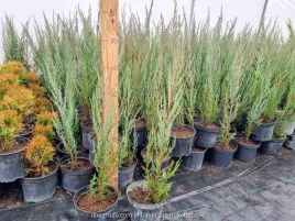 jalowiec-juniperus-blue-arrow-waski-zywoplot-niebieski-50cm