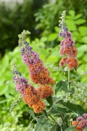 budleja-flower-power-dwukolorowa-motyli-krzew-buddleja-davidi-c3-xl-30-40cm