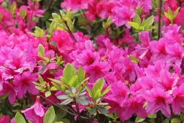 azalia-japonska-rhododendron-purpuratum-fioletowa-gesta-xl-20-30cm-c2