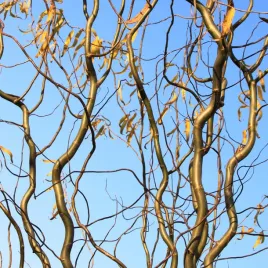 wierzba-babilonska-salix-tortuosa-pokrecone-pedy-c2-40-60m