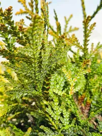 zywotnikowiec-japonski-thujopsis-dolabrata-blyszczacy-do-cienia-c3-20-30cm