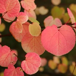 grujecznik-japonski-cercidiphyllum-japonicum-piekne-liscie-c75-100cm