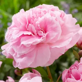 piwonia-paeonia-alexander-fleming-rozowa-pelne-kwiaty-c1
