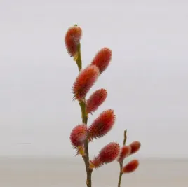 wierzba-salix-mount-aso-red-cat-rozowe-bazie-c2-40-60cm