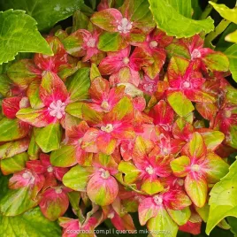 hortensja-hydrangea-schloss-wackerbarth-wielokolorowa-p12-30-40cm