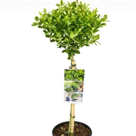 ostrokrzew-maximo-na-pniu-zimozielony-bukszpanowy-karbowanolistny-c3-60cm