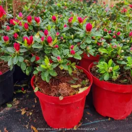 azalia-japonska-rhododendron-geisha-red-czerwona-kazuko-xl-20-30cm-c2