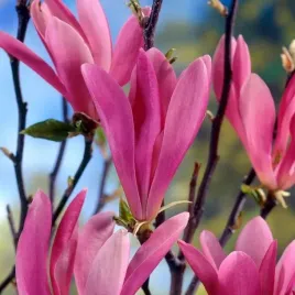 magnolia-susan-powtarza-kwitnienie-ciemnorozowa-c2-60cm
