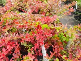 berberys-berberis-red-carpet-czerwony-plozacy-gesty-c2-duzy-xl