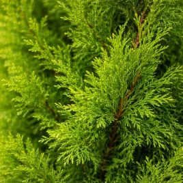 tuja-szmaragd-60cm-thuja-occidentalis-smaragd-sadzonka-zywotnik-gesta-c3
