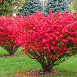 trzmielina-oskrzydlona-euonymus-plonacy-krzew-czerwona-c2-30cm