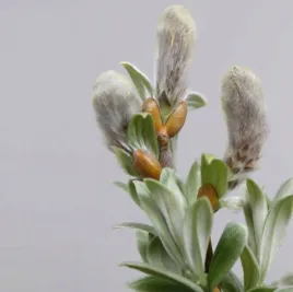 wierzba-szwajcarska-salix-helvetica-srebrne-liscie-c2-40-60cm