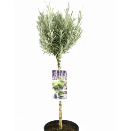 lawenda-na-pniu-munstead-mrozoodporna-70cm-lavandula-angustifolia-c3