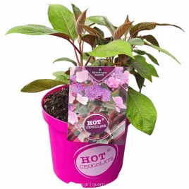 hortensja-kosmata-hydrangea-hot-chocolate-czekoladowa-xl-30-40cm