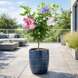 hibiskus-na-pniu-tricolor-trzy-kolory-ketmia-syryjska-60cm-c3
