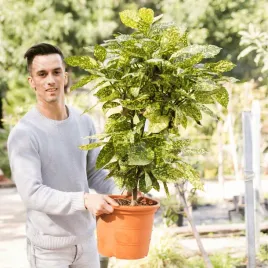 aukuba-japonska-aucuba-variegata-nakrapiana-zimozielona-40cm