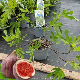 figowiec-ficus-little-miss-figgy-slodkie-figi-karlowy-c2-20cm