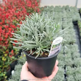 lawenda-posrednia-phenomenal-mrozoodporna-lavandula-miododajna-c1-10cm