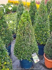 ostrokrzew-luxus-karbowanolistny-stozek-xxl-ilex-crenata-c10-70-80cm