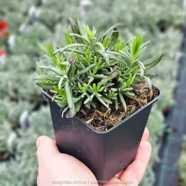 lawenda-waskolistna-munstead-mrozoodporna-gesta-sadzonka-lavandula-ang-p9