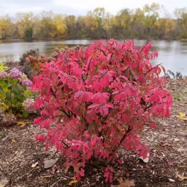 trzmielina-oskrzydlona-fireball-euonymus-alatus-duza-doniczka-c2
