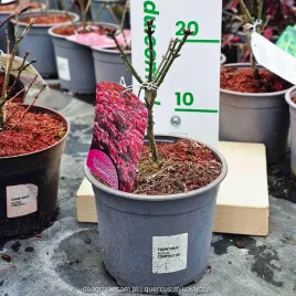 trzmielina-oskrzydlona-compactus-niskorosnaca-euonymus-alatus-c2-20cm