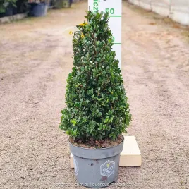 ostrokrzew-dark-green-karbowanolistny-stozek-ilex-crenata-c4-30-40cm