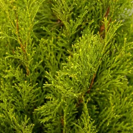 tuja-szmaragd-thuja-smaragd-na-zywoplot-sadzonka-premium-p11-xxl-60cm