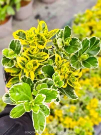 trzmielina-japonska-twins-piekny-tricolor-zimozielona-euonymus20cm