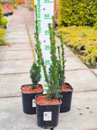 cis-posredni-hillii-taxus-baccata-gesty-zywoplot-bez-owocow-30-40cm-c2