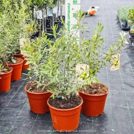 oliwka-europejska-prawdziwa-krzew-oliwny-olea-europaea-xl-c5-50cm
