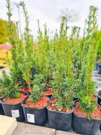 cis-posredni-hicksii-taxus-baccata-gesty-zywoplot-bez-owocow-30-40cm-c2