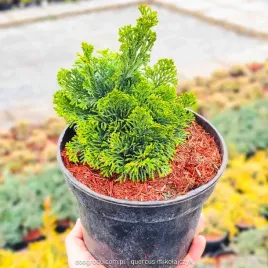 cyprysik-tepoluskowy-nana-gracilis-karlowy-gesta-sadzonka-premium-c2
