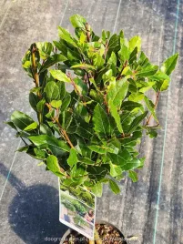 prawdziwy-lisc-laurowy-wawrzyn-szczepiony-na-pniu-sadzonka-xl-c3-70cm