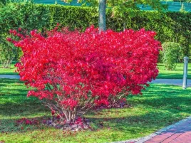 trzmielina-oskrzydlona-xxl-plonacy-krzew-czerwona-euonymus-alatus-c5-40cm